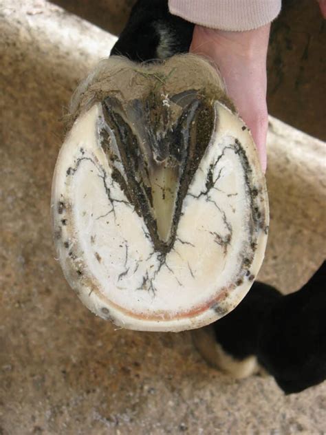 Magical Solutions for Laminitis: Why More Horse Owners are Turning to the Laminitis Pad